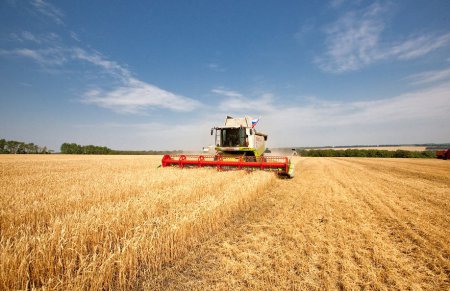 Сбор зерновых в России идет на рекорд