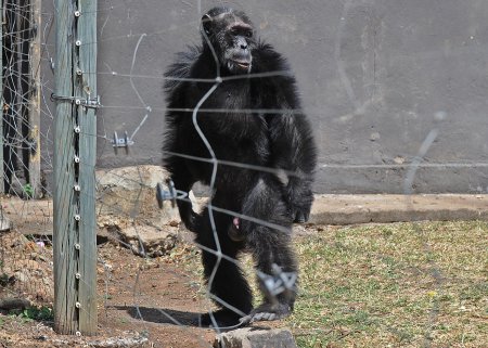 ​Сделать из обезьяны человека не удалось: суд Нью-Йорка отказался уравнять шимпанзе и людей в правах