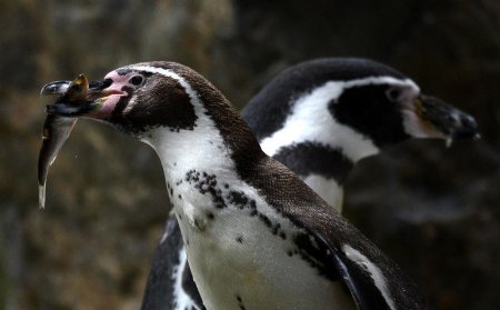 Исследование: Инфекции, занесённые туристами, могут стать причиной гибели пингвинов в Антарктике