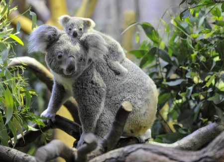 Защитники дикой природы призывают шить варежки для австралийских коал