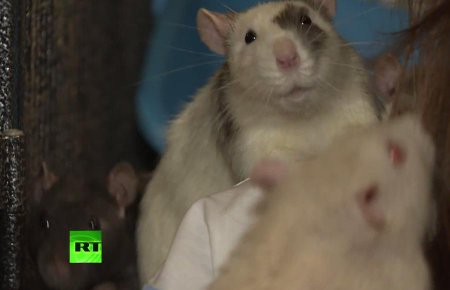 Великобританию атакуют устойчивые к ядам гигантские крысы