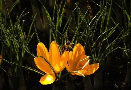В Норвегии появился первый в мире «пчелиный хайвей»