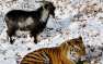 Подружившихся козла Тимура и тигра Амура просят расселить