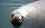 На место разлития нефти в Японском море приплыли тюлени-сивучи