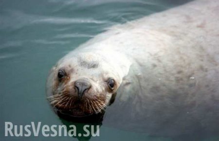 На место разлития нефти в Японском море приплыли тюлени-сивучи