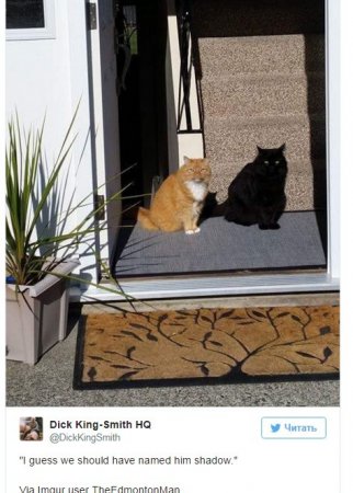 Пользователи интернета изумились загадочному фото кота и его «живой тени»
