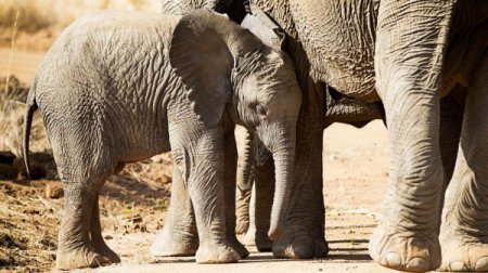 Видео со слоненком Соней покорило интернет