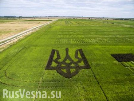 Перемога: украинцы вырастили гигантский тризуб из риса (ФОТО)