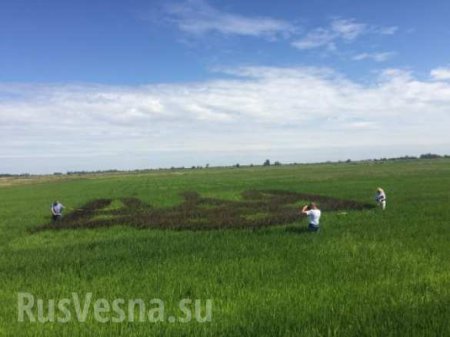 Перемога: украинцы вырастили гигантский тризуб из риса (ФОТО)