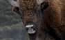 В Белоруссии зубр из национального парка сбежал к коровам (ФОТО)