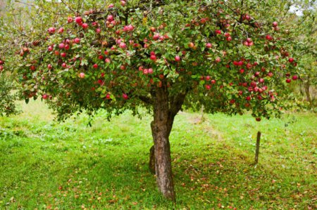 Компания Abudant Robotics Inc создала робота для сборки урожая яблок