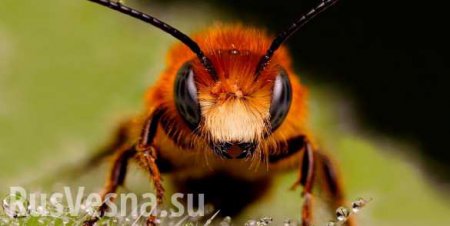 В США решили защищать пчел вместо фермеров