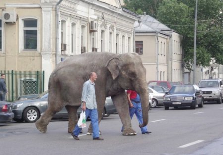 Фото гуляющего слона у Белорусского вокзала в Москве взорвало интернет