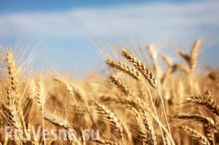 Россия к 2030 г. будет собирать 130 млн тонн зерна