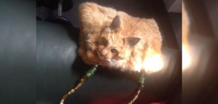 В Новой Зеландии на аукцион выставлен клатч из кошки за 1 400 долларов