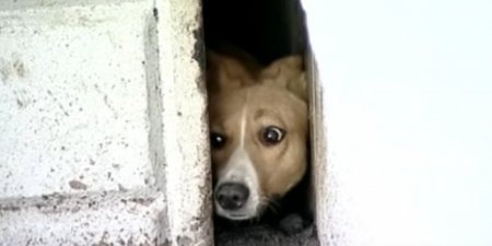 Хабаровские спасатели освободили замурованную три года назад собаку