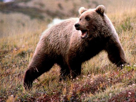 В Харькове Порошенко рассказал о «кремлевском медведе-шатуне»