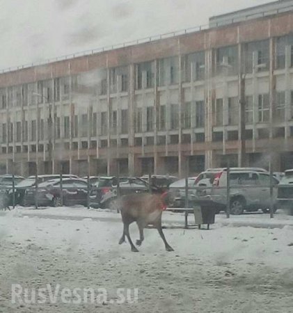 Полицейские поймали оленя, разгуливавшего по Петербургу (ФОТО, ВИДЕО)