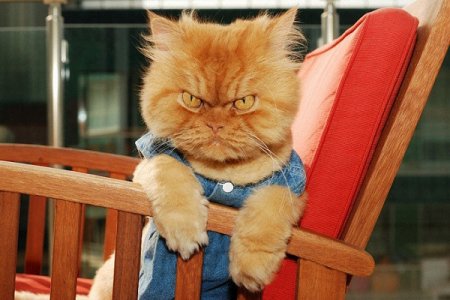 Назван самый сердитый кот в интернете