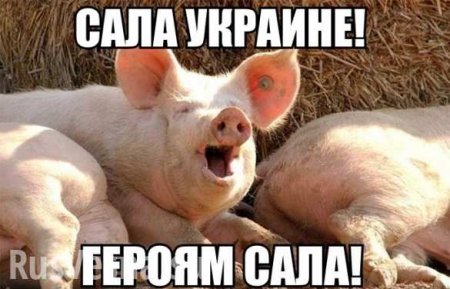 Сала нет: на Украине вырезана треть свиней (ВИДЕО)