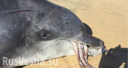Дельфин умер, пытаясь съесть осьминога (ФОТО, ВИДЕО)