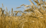 Россия может побить прошлогодний рекорд по сбору зерна