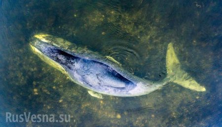 Застрявшего в устье реки под Хабаровском кита попробуют вернуть в море | Русская весна