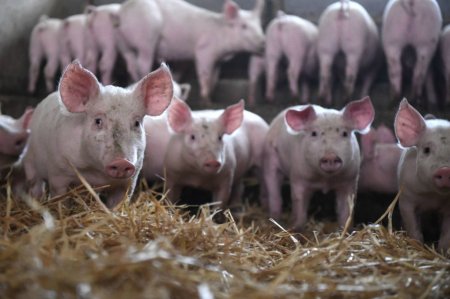 ЕС намерен «удерживать» с России 1,4 миллиарда евро за отказ от импорта свинины 