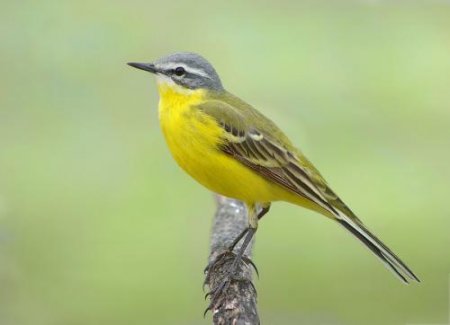 Выпускник СпбГУ создал дополнение для идентификации птичьих голосов