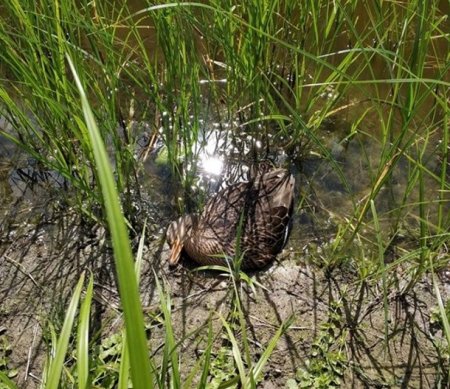 На озере в Киеве отравили диких уток