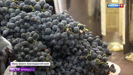Площадь виноградников в России хотят увеличить втрое
