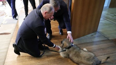 Вот это подарок: Вучич вручил Путину щенка по кличке Паша