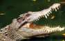 Мёртвый крокодил найден в Черниговской области (ВИДЕО)