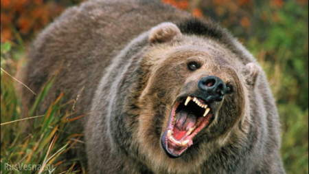 В Хабаровском крае медведь разрыл могилу и утащил покойника (ВИДЕО)