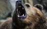 В Якутии женщина погналась за вором, оказавшимся медведем (ФОТО)