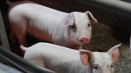 Почти 73 тысячи зараженных свиней сожгли во Львовской области
