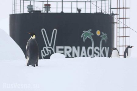 К украинским полярникам пришёл императорский пингвин (ФОТО)