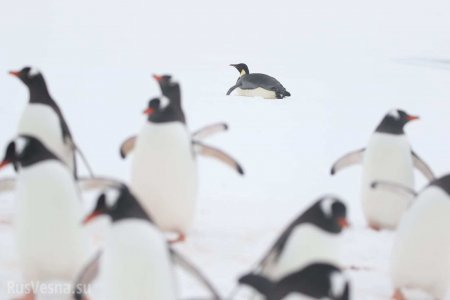 К украинским полярникам пришёл императорский пингвин (ФОТО)