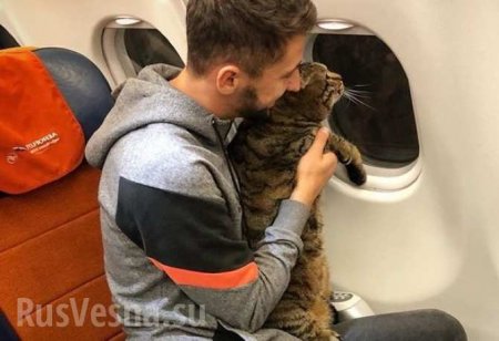 «Аэрофлот» аннулировал бонусные мили пассажира, который пронёс на борт толстого кота