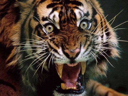 В Британии вооружённые полицейские ловили скульптуру тигра (ФОТО)