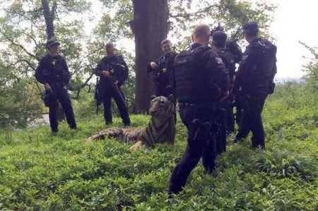 В Британии вооружённые полицейские ловили скульптуру тигра (ФОТО)