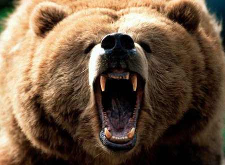 Медведь напал на рыбака на Камчатке