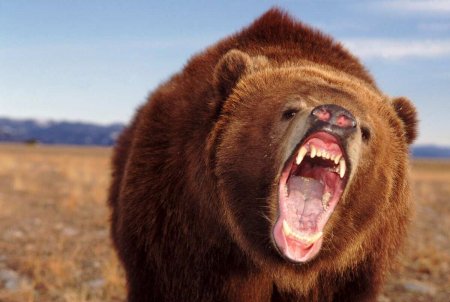 На Украине медведям отказали в размножении