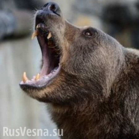 «Это Россия, детка!» — полиция застрелила медведя, проникшего в торговый центр в Хабаровске (ВИДЕО)