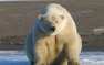 Учёные предрекли полное исчезновение белых медведей