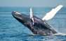 «Он был не очень рад»: украинцы разбудили кита в Антарктиде (ФОТО, ВИДЕО)