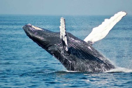 «Он был не очень рад»: украинцы разбудили кита в Антарктиде (ФОТО, ВИДЕО)