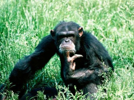 В Китае зафиксирована первая смерть человека от обезьяньего вируса