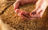 Россия проделала огромный путь и стала крупнейшим экспортёром зерна, — Fina ...