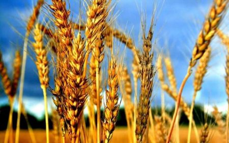 Украина снижает посев озимых после выхода РФ из зерновой сделки — Bloomberg